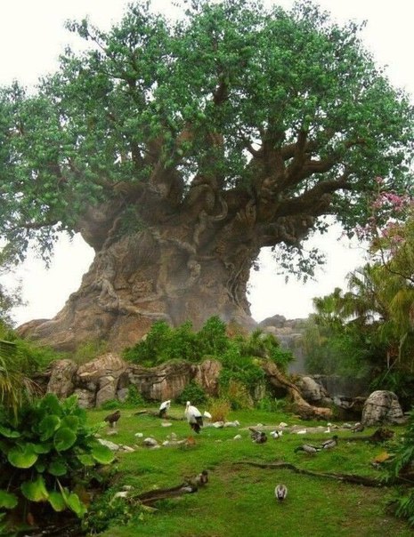  Генерал Шерман и другие самые необычные и древние деревья на планете - фото 42