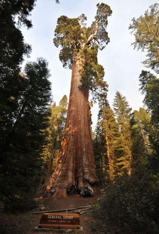  Генерал Шерман и другие самые необычные и древние деревья на планете - фото 11