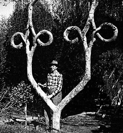  Генерал Шерман и другие самые необычные и древние деревья на планете - фото 29