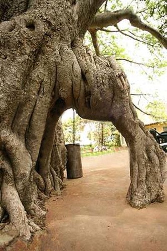  Генерал Шерман и другие самые необычные и древние деревья на планете - фото 25