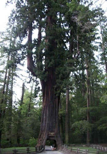  Генерал Шерман и другие самые необычные и древние деревья на планете - фото 33