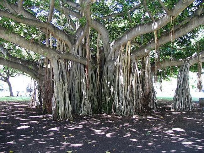  Генерал Шерман и другие самые необычные и древние деревья на планете - фото 39