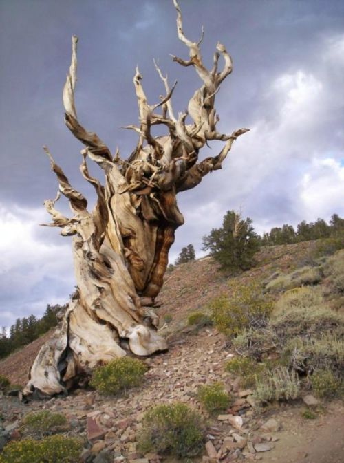  Генерал Шерман и другие самые необычные и древние деревья на планете - фото 15