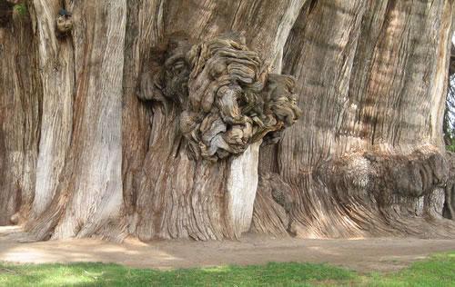 Генерал Шерман и другие самые необычные и древние деревья на планете - фото 37