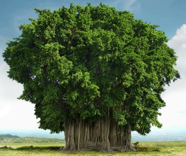  Генерал Шерман и другие самые необычные и древние деревья на планете - фото 41