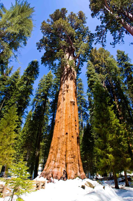  Генерал Шерман и другие самые необычные и древние деревья на планете - фото 9