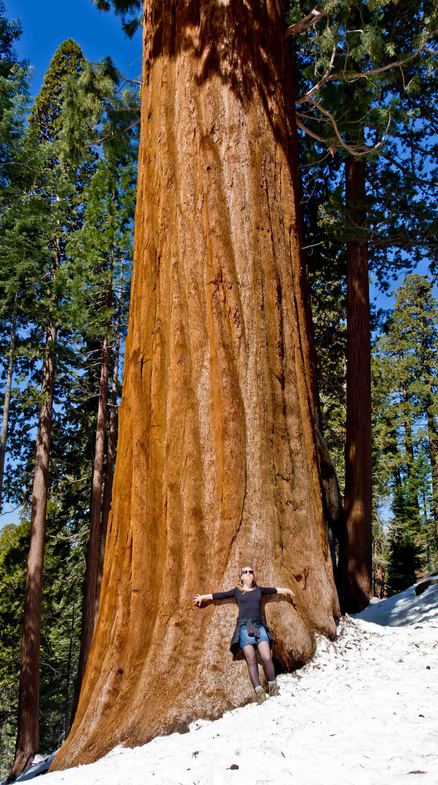  Генерал Шерман и другие самые необычные и древние деревья на планете - фото 8