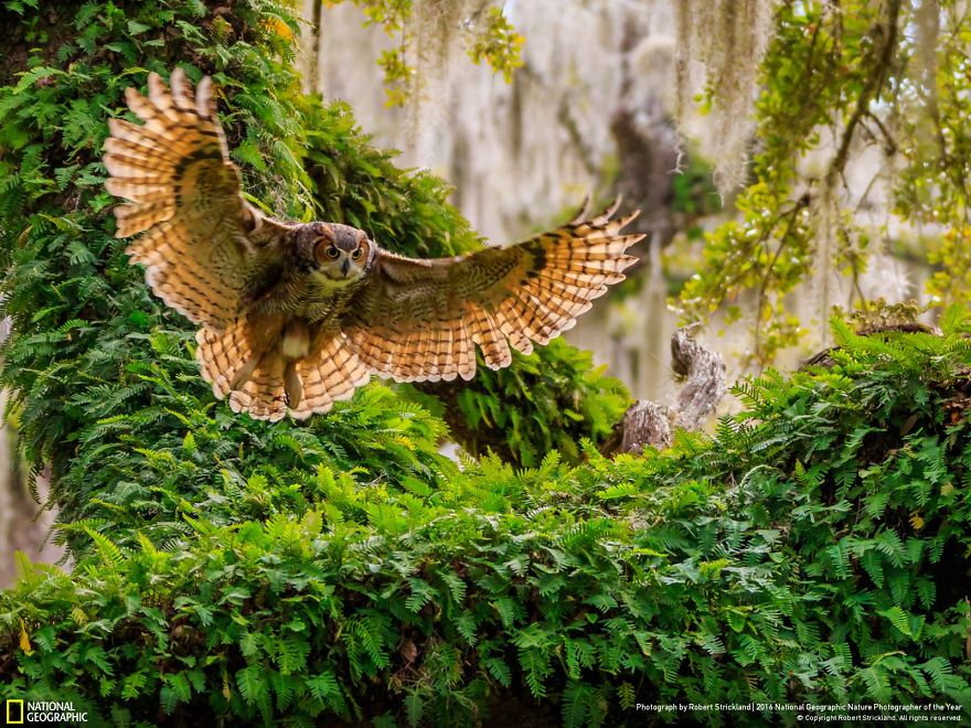  Финалисты конкурса фотографии дикой природы National Geographic Nature Photographer 2016 - фото 15