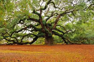  Генерал Шерман и другие самые необычные и древние деревья на планете - фото 13