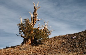  Генерал Шерман и другие самые необычные и древние деревья на планете - фото 14