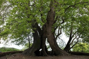  Генерал Шерман и другие самые необычные и древние деревья на планете - фото 16
