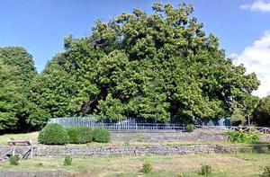  Генерал Шерман и другие самые необычные и древние деревья на планете - фото 17