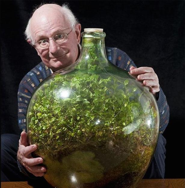«Чудо-сад» в запечатанной бутылке растет без полива более 40 лет