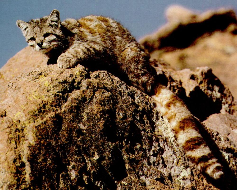 Андская кошка | Блог Nikkuro | КОНТ