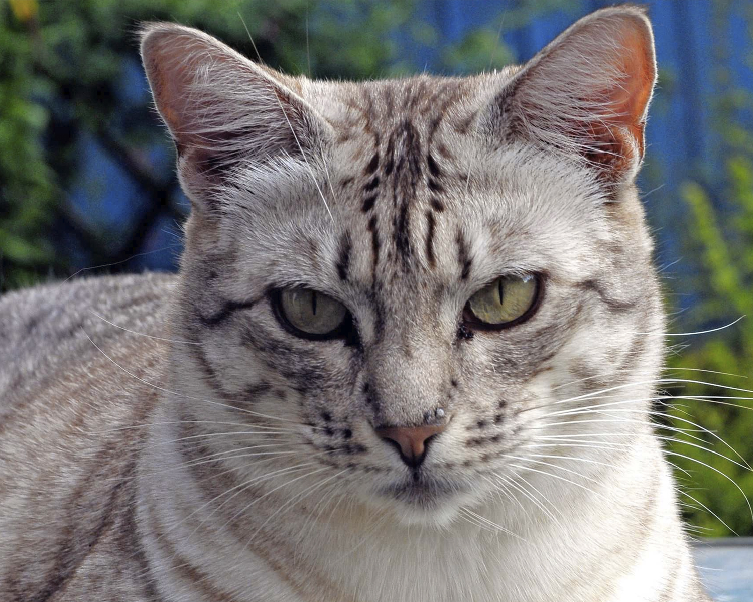 Алтайская кошка