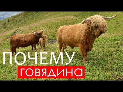 Почему коровье мясо называют говядиной?