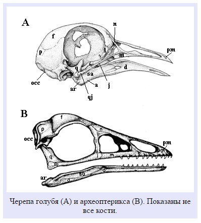 Череп голубя рисунок