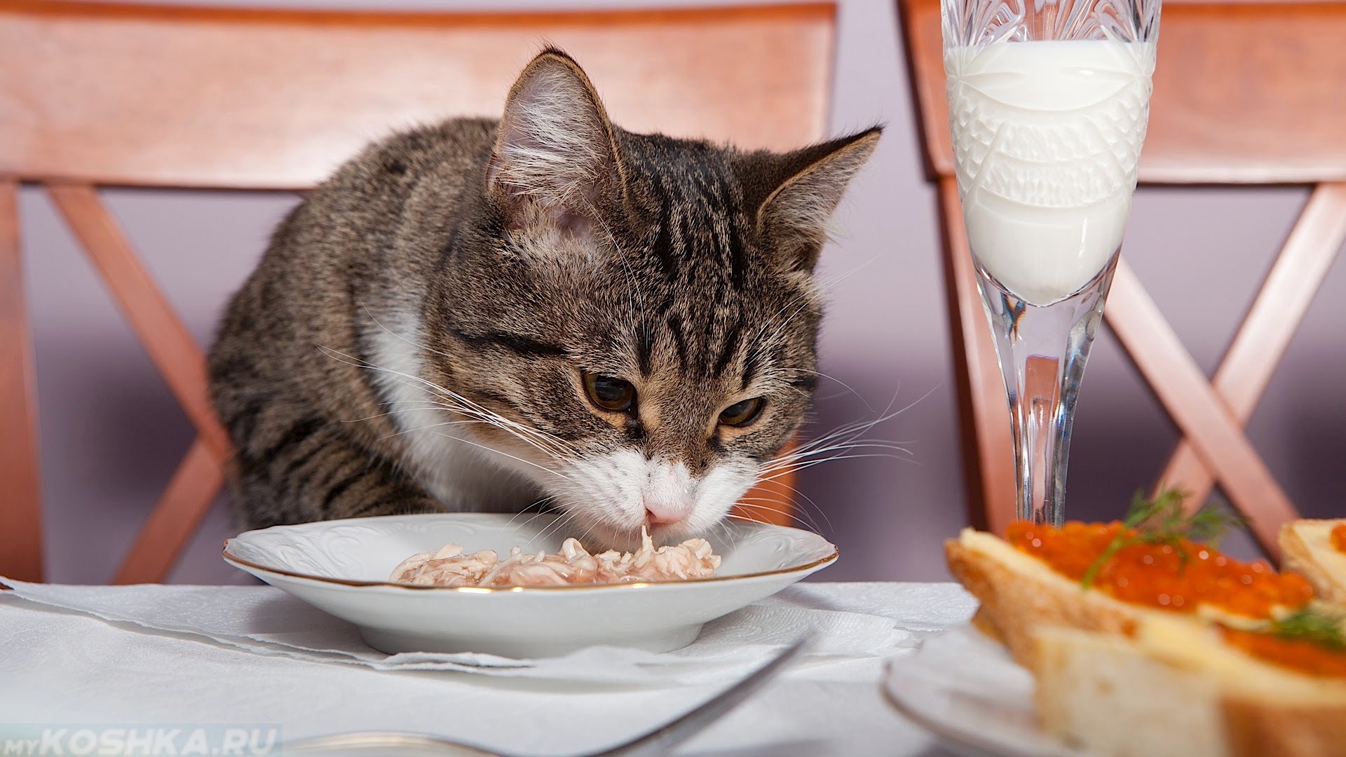 Кошки во время еды. Котик с едой. Кошки за едой. Кошка обедает. Кот за столом.