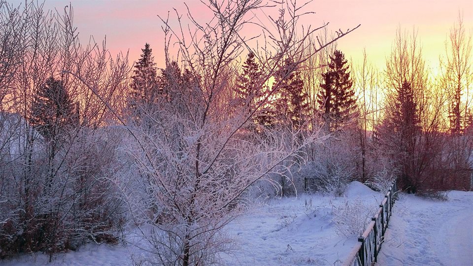 Будет лето на южном урале. Груши зимние на Южном Урале.