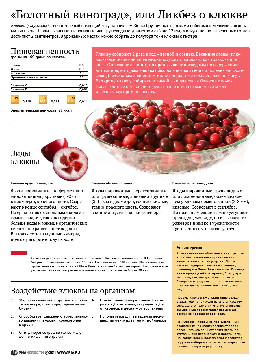 Калина красная: польза и вред лечебной ягоды