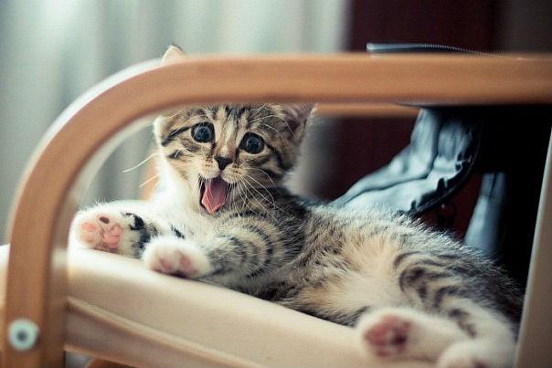 Котенок Проснулся Фото