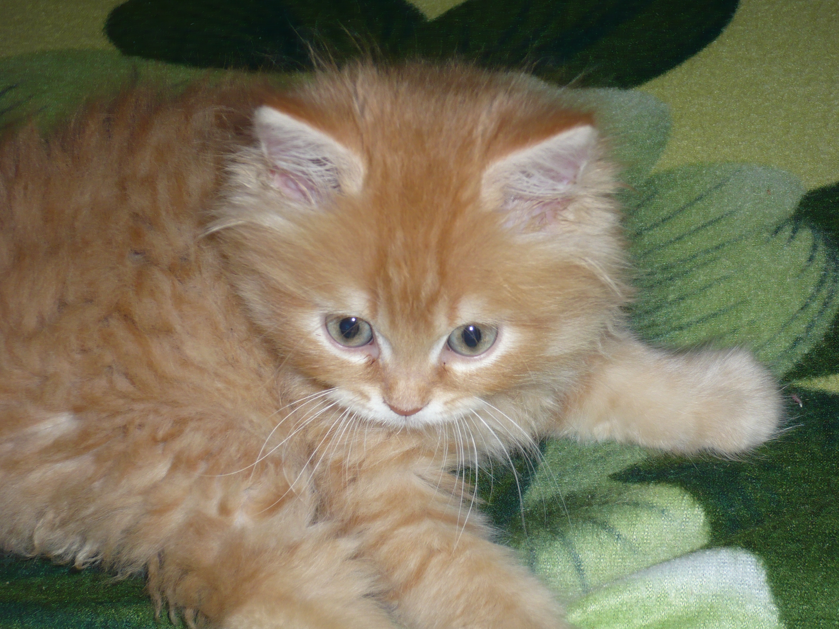 Рыжий Сибирский котенок 3 месяца