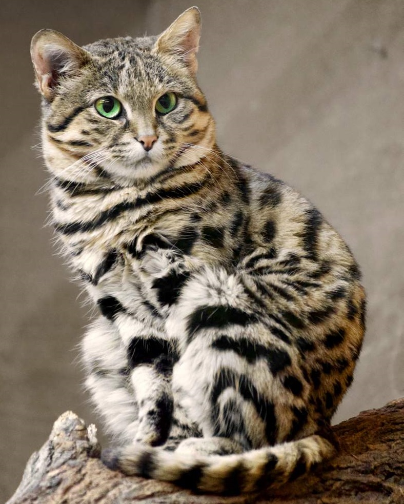 Самый красивый кот