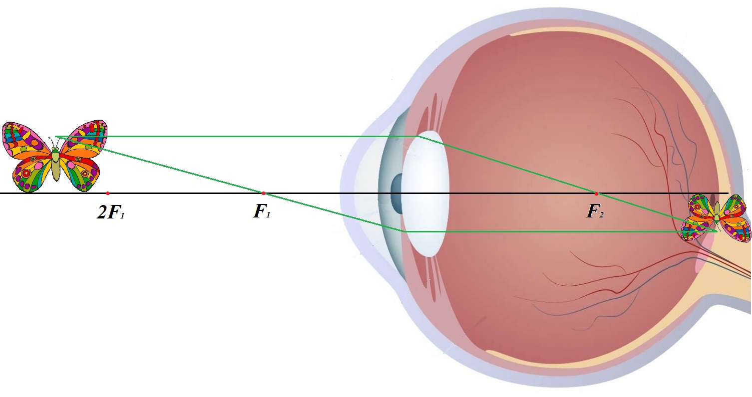 Почему человек видит прямое изображение. Оптическая система глаза аккомодация. Механизм аккомодации глаза. Проецирование изображений на сетчатку. Проецирование изображения на сетчатку глаза.