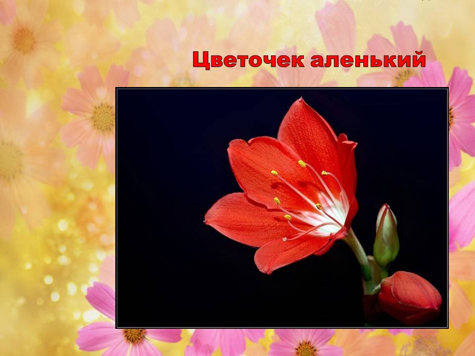 Цветочек в сокращении. Аленький цветочек. Аленький цветочек презентация. Аленький цветочек слайд. Аленький цветочек презентация 4 класс.