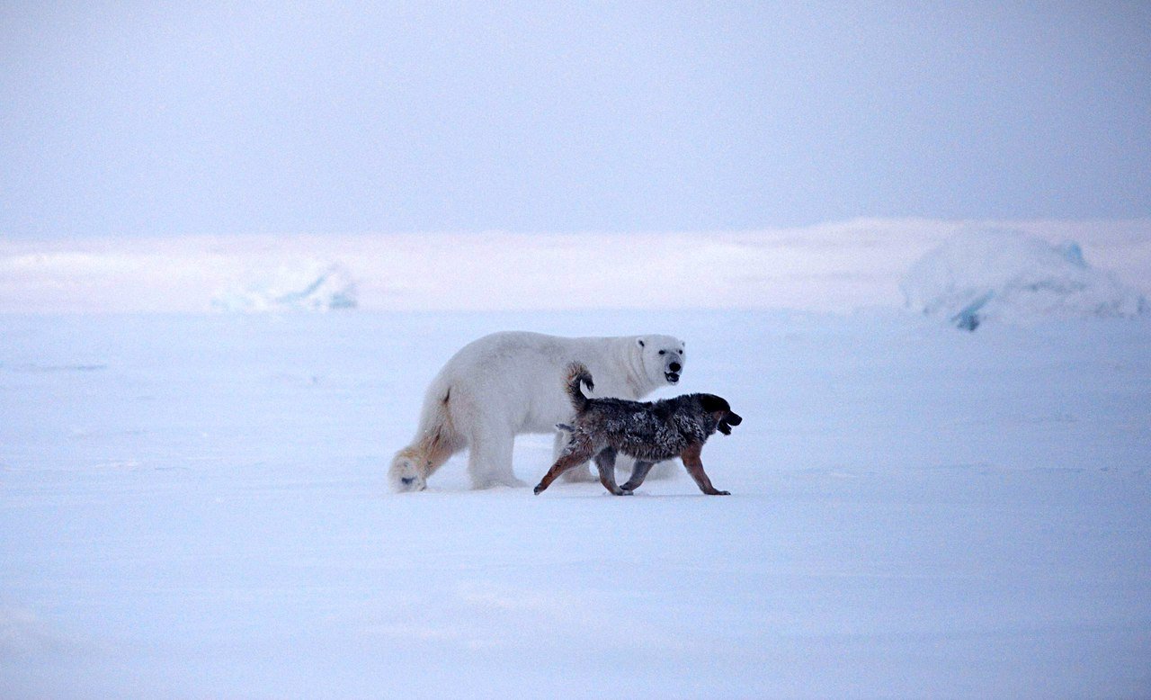 Russian arctic. Русский Арктика национальный парк. Русская Арктика Архангельск. Границы национального парка русская Арктика. Туман в Арктике.