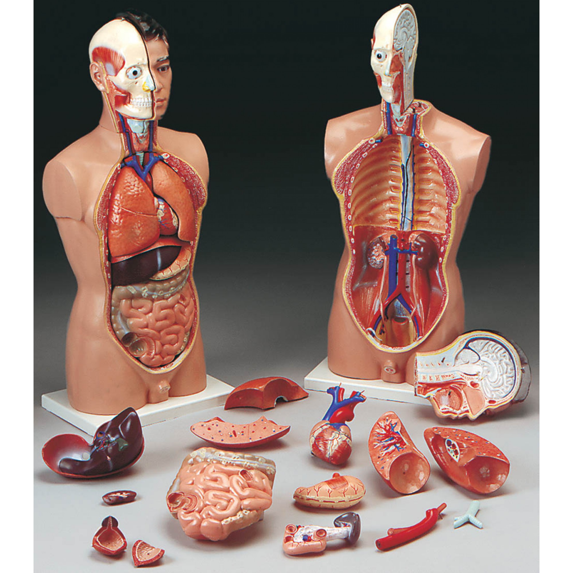 Скелет с внутренними органами. Муляж внутренних органов человека. Макет тела человека с органами. Анатомическая модель человека.