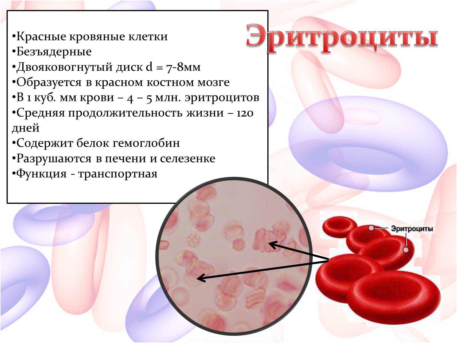 Рисунок эритроцита. Строение клетки крови эритроциты. Эритроциты это красные кровяные клетки. Эритроциты строение и функции. Строение эритроцитов в крови.