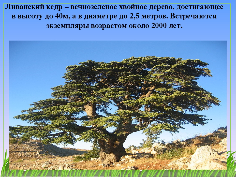 Вечнозеленое дерево 4 буквы. Ливанский кедр в Финикии. Кедр лива́нский (Cedrus libani). Кедр ливанский в Крыму. Ливанский кедр в древнем Египте это.