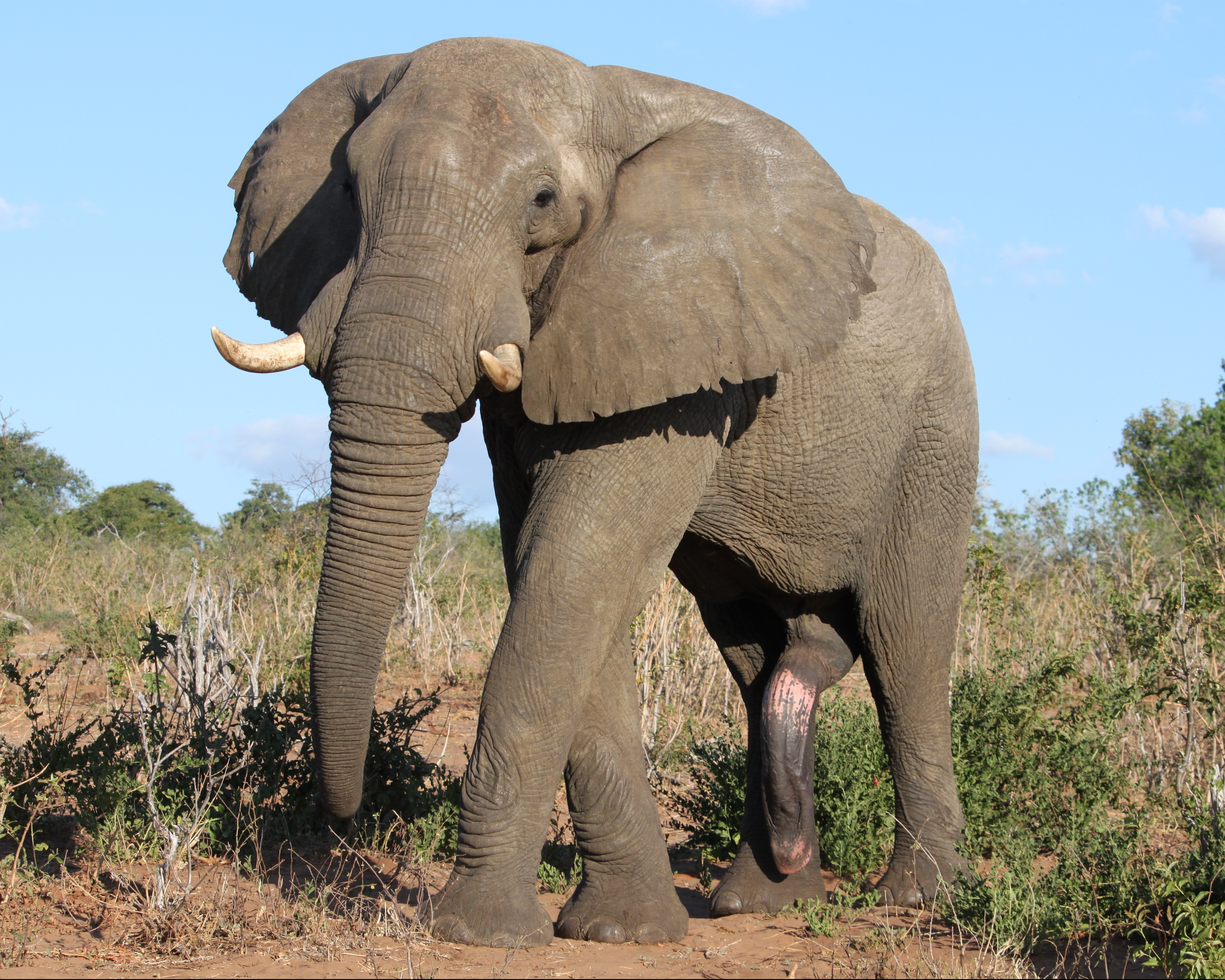 гигантский член слона (120) фото