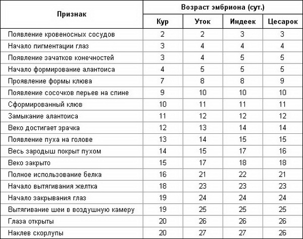 Температура в выводном шкафу для цыплят