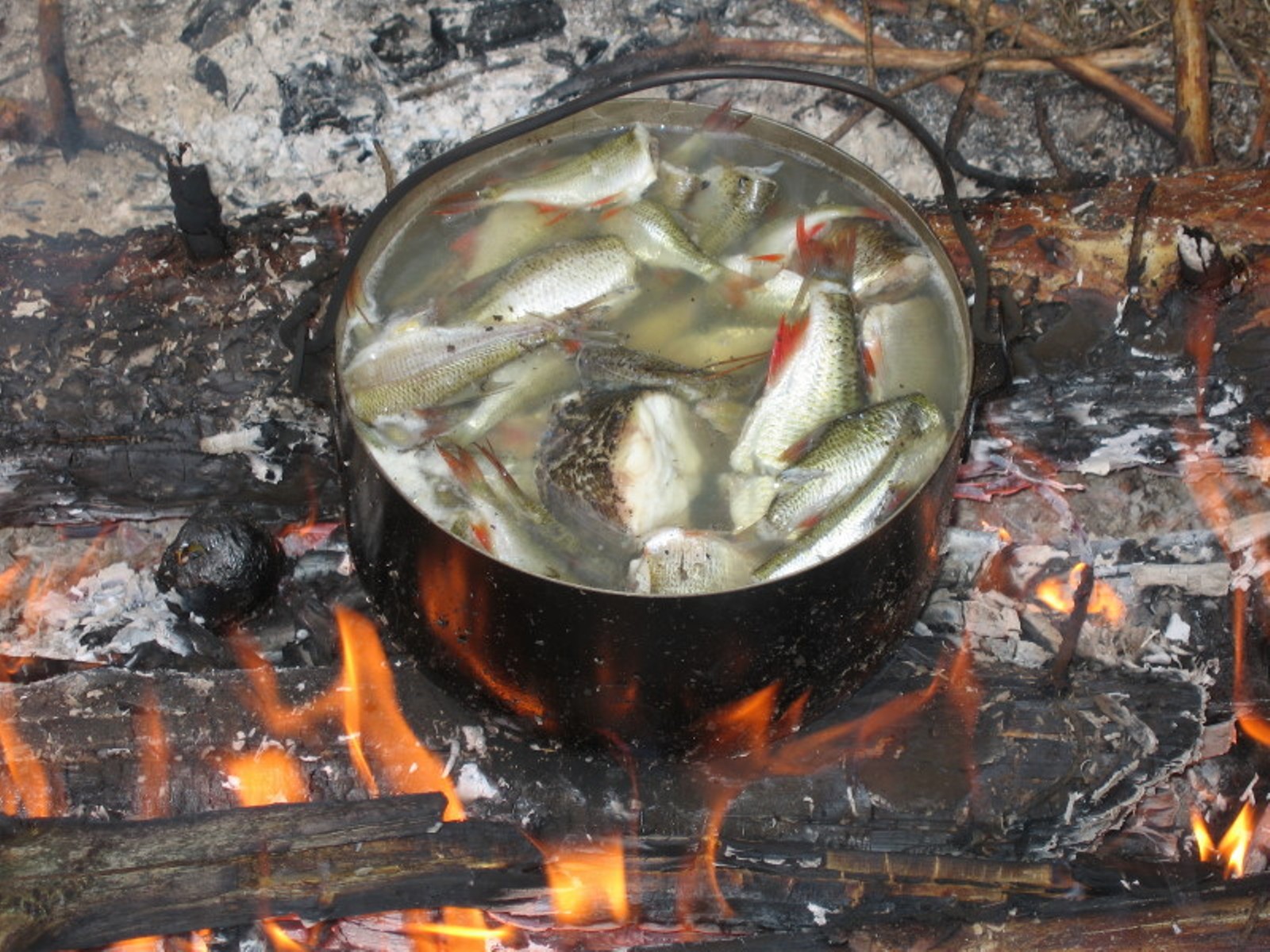 КАРАСЬ: фаршированный, запеченный в духовке, жареный. Рецепт ухи и котлет  из карася. | Блог Сергей Александрович Бабичев | КОНТ