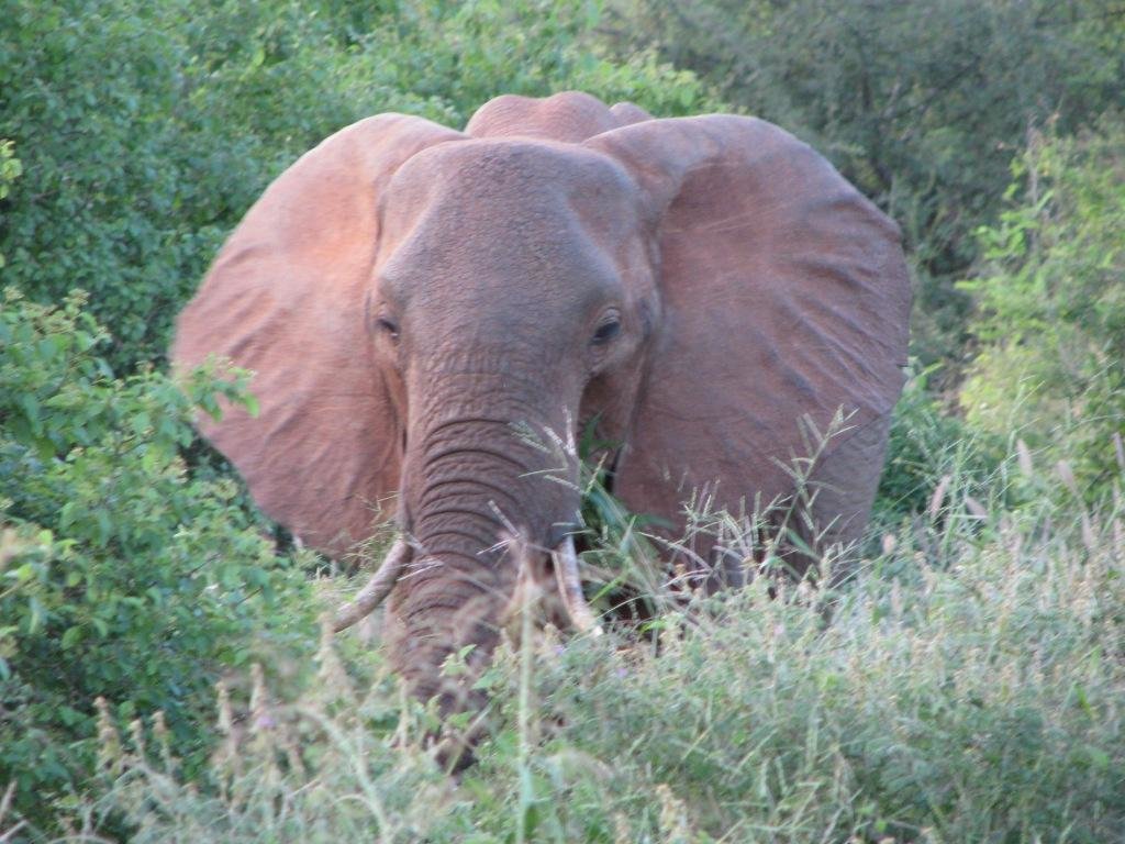 Elephant present. Розовые слоны. Слон настоящий. Розовый Африканский слон. Слоненок настоящий.
