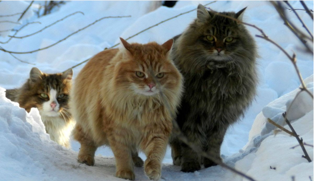"Злые русские кошки" рассказ. Автор Лана Лэнц.