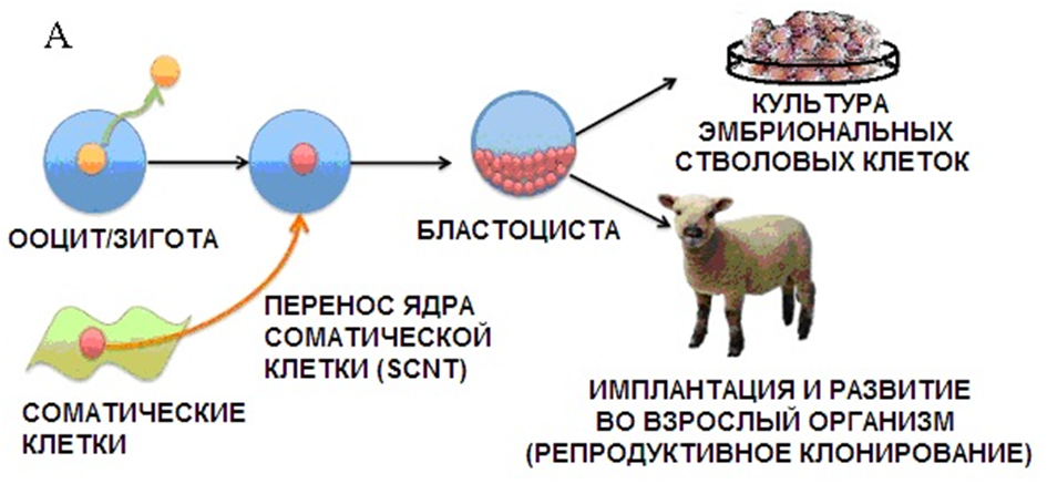 Клеточные гибриды. Клонирование методом переноса ядра соматической клетки. Гибридизация соматических клеток схема. Схема генетического клонирования овцы Долли. Репродуктивное клонирование.