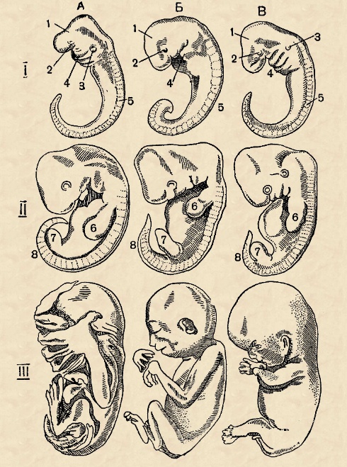 Зародыш млекопитающего схема
