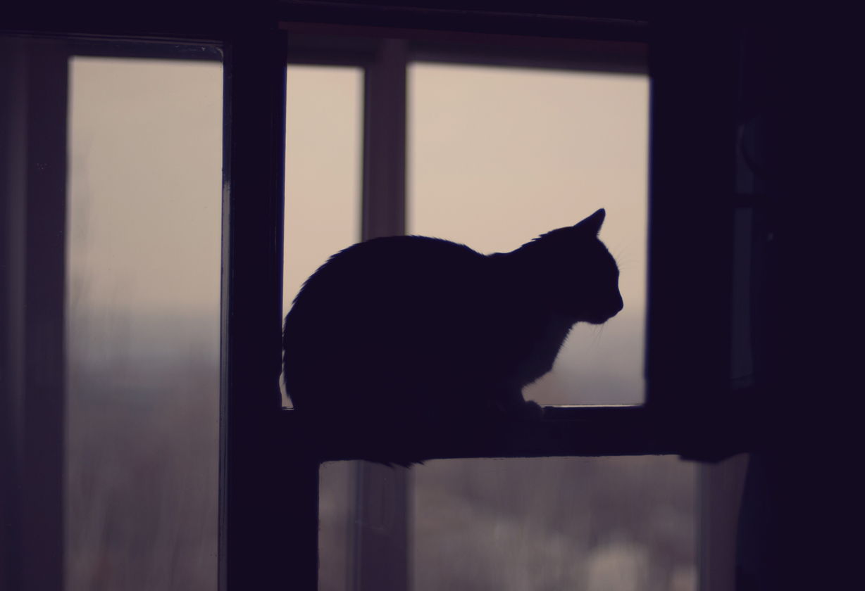 Кот на карнизе. Черный кот на окне. Кошка на окне. Силуэт в окне. Кот на окне ночью.