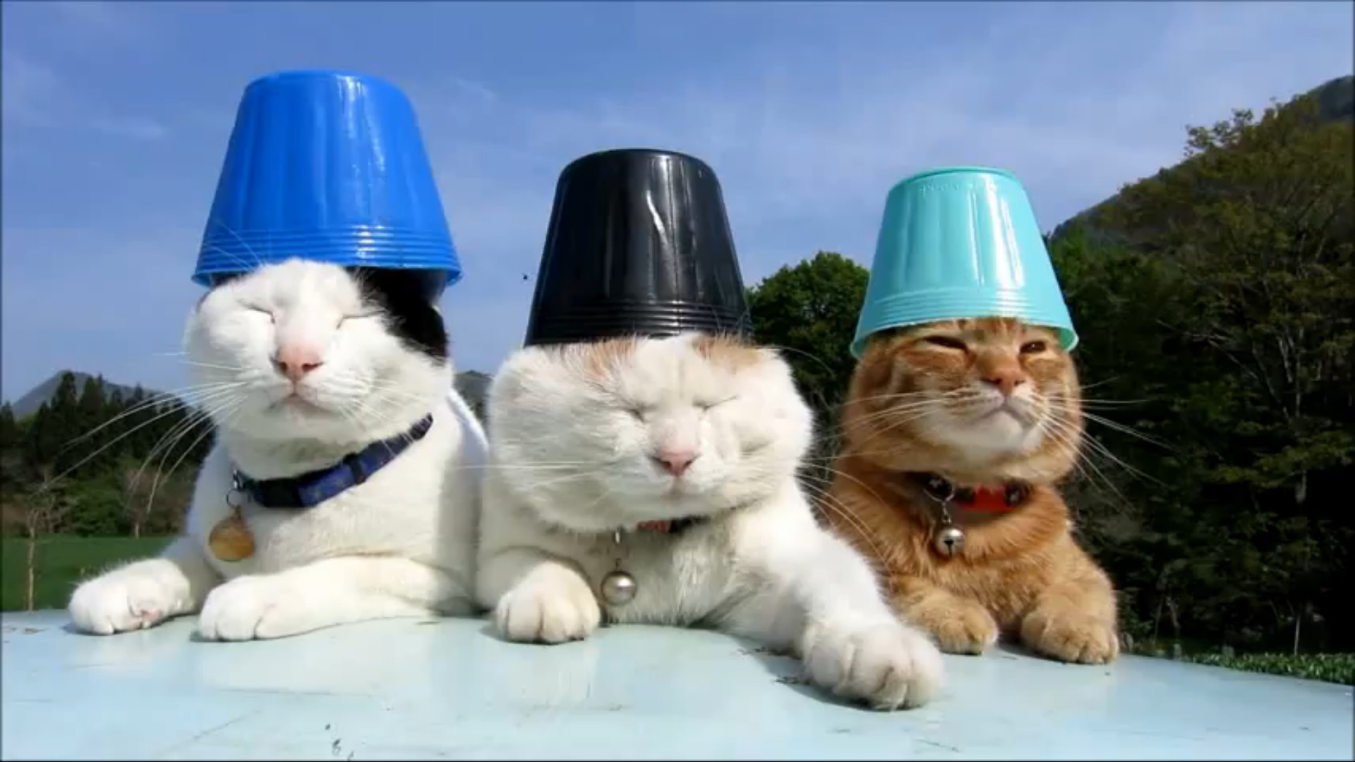 Включи приколы 3. Кот с ведром на голове. Три котенка смешные. Кот с ведром на башке. Коты со стаканами на голове.