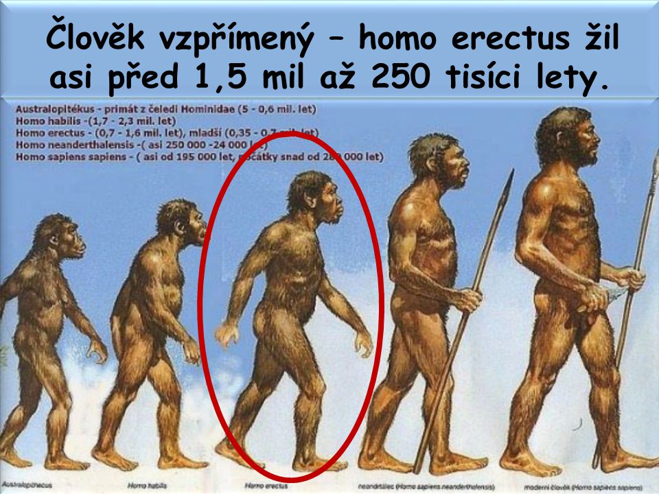 Homo locum ornat non. Хомо сапиенс хомо Эректус хомо. Хомо хабилис хомо Эректус. Хомо сапиенс первые представители. Хомо сапиенс хомо Эректус хомо хабилис.