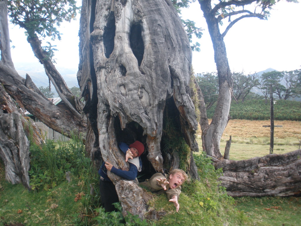 Дерево людоед. Дерево людоед Мадагаскар. Дерево убийца. Плотоядное дерево.