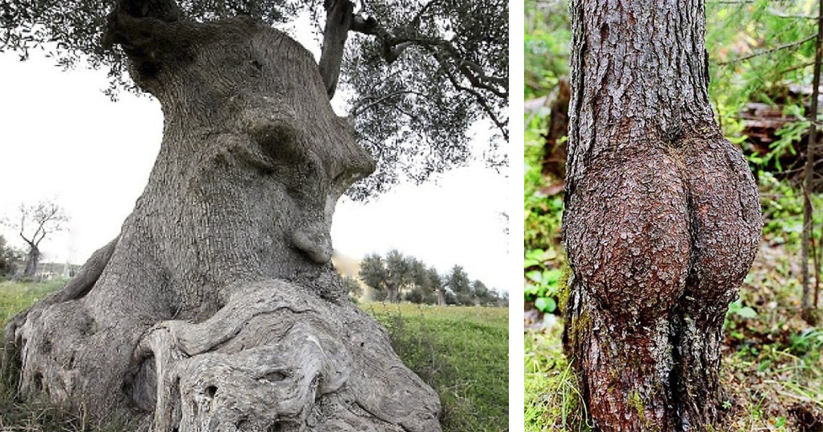 https://cont.ws/uploads/pic/2018/7/pareidolia-trees-featured-1.jpg