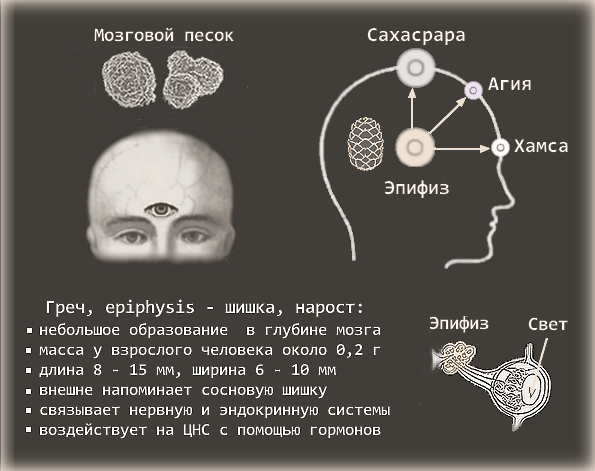 Шишковидная железа картинки