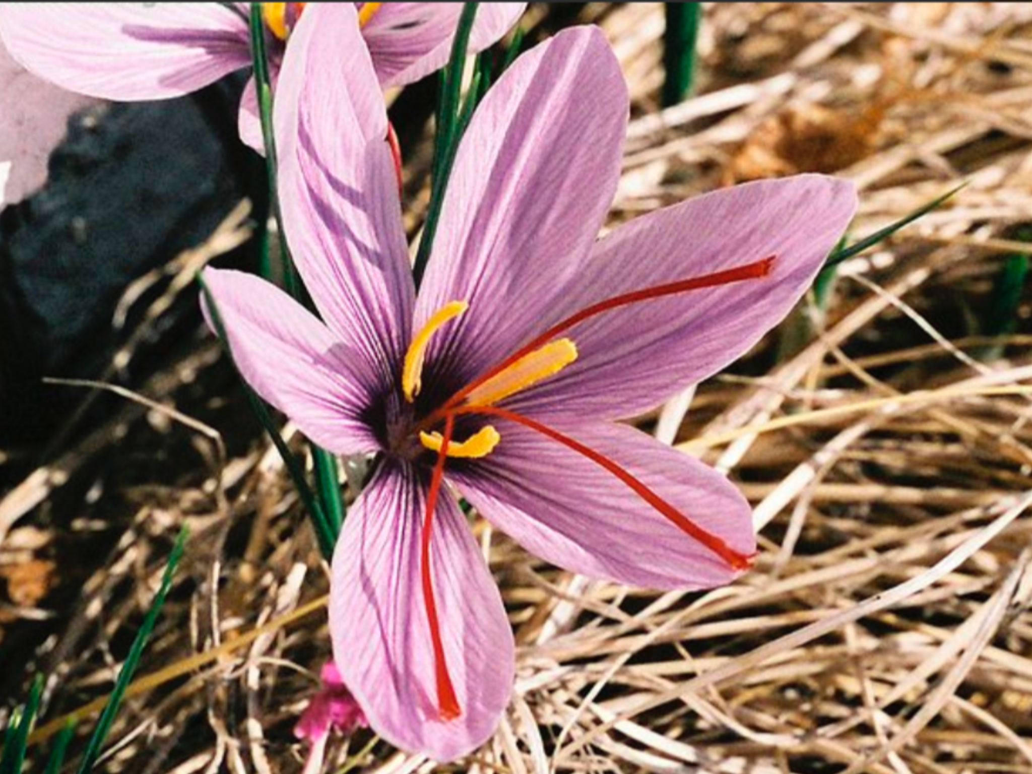 Шафран посевной. Шафран. Crocus sativus. Шафран цветок. Крокус иранский.