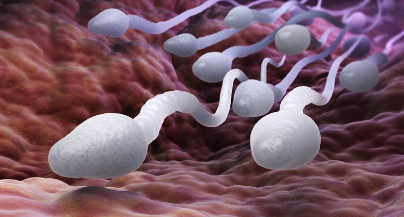 5 фактов о сперме, которые вас удивят
