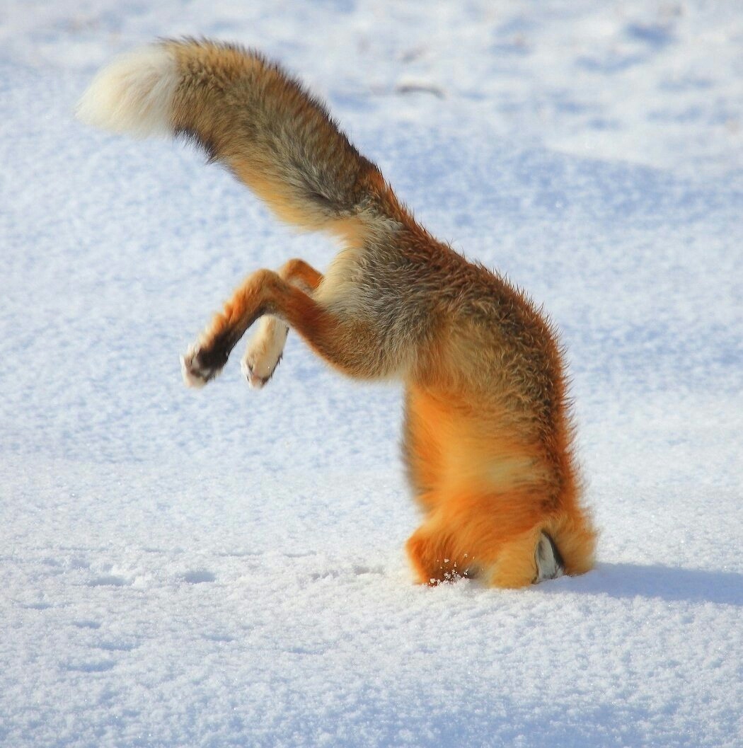 Мышкует это. Обыкновенная лисица мышкует. Лиса охотится зимой. Лиса охотится на мышей. Лиса в снегу.