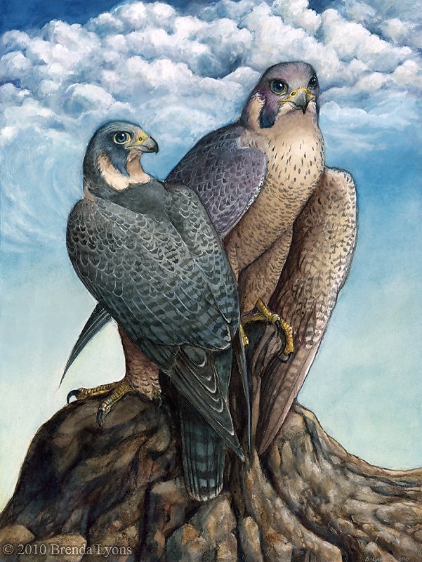 Между вороном и ястребом читать. Сапсан птица. Сокол Сапсан и орёл. «Два Сокола» (1829). Хищные птицы в живописи.